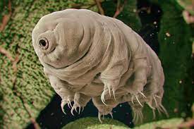 tardigrade,tardigrades on the moon,tardigrade under microscope,https://youtu.be/IH3ABle9k7A?si=dcWYJ9MIk5ounKRF