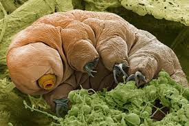 Tardigrades